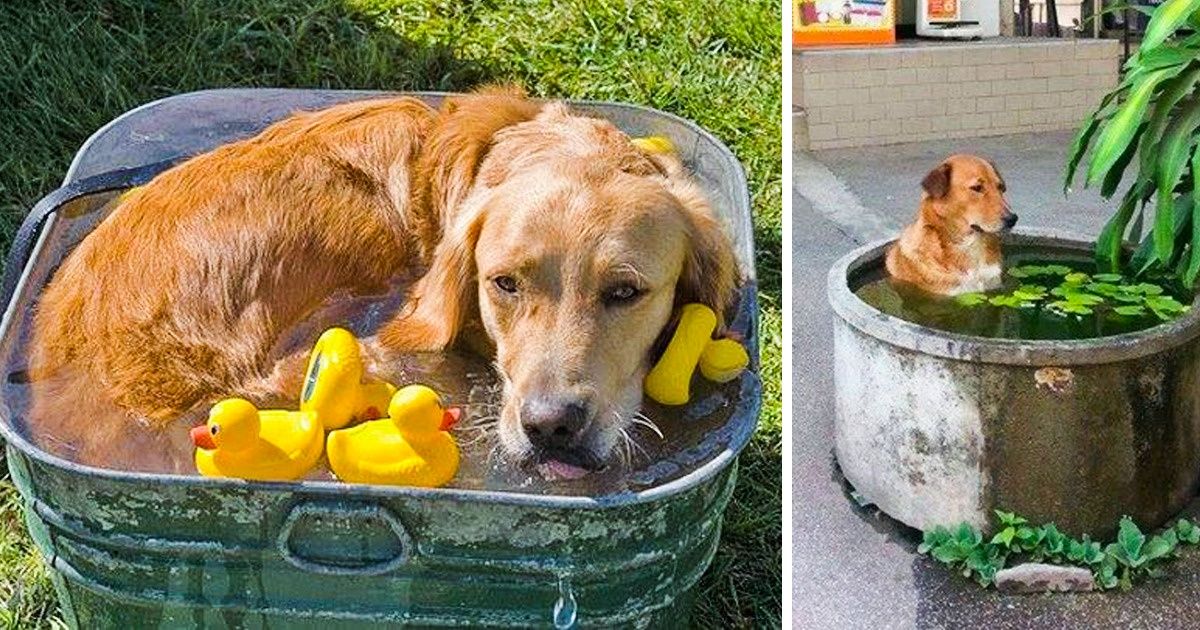 19 Animais que encontraram maneiras inusitadas de se refrescar
