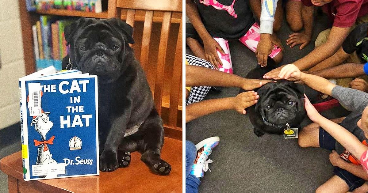 A comovente história de um cão-terapeuta que auxilia as crianças no processo de leitura A comovente história de um cão-terapeuta que auxilia as crianças no processo de leitura