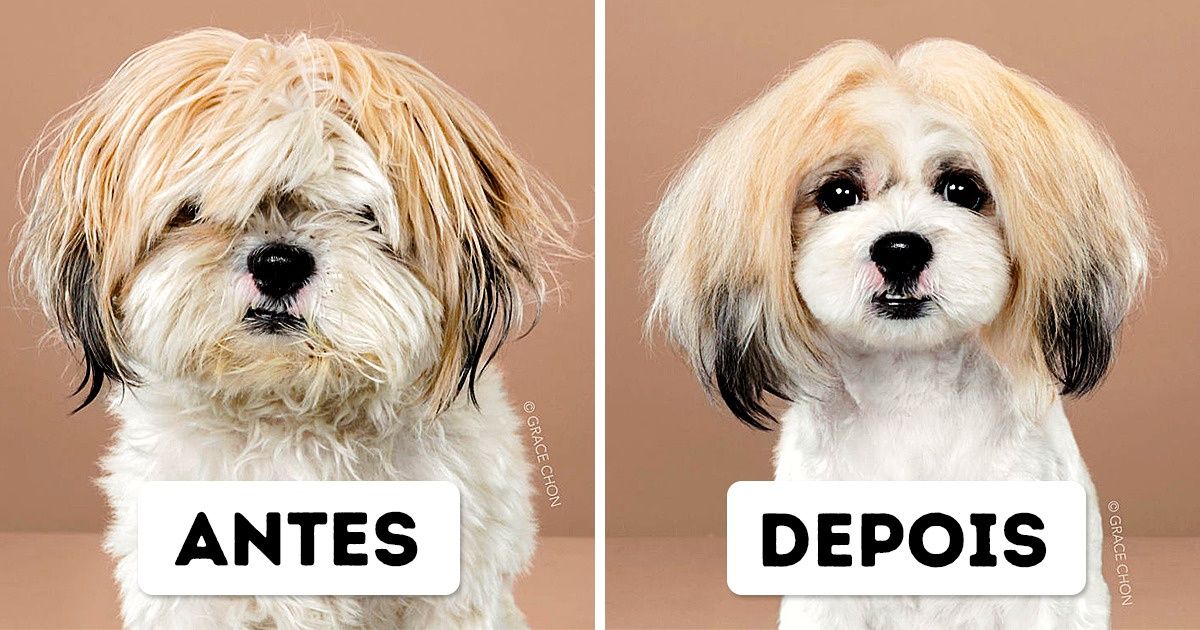 9 Filhotes que ficaram irreconhecíveis (e mais fofos) após a tosa 9 Filhotes que ficaram irreconhecíveis (e mais fofos) após a tosa