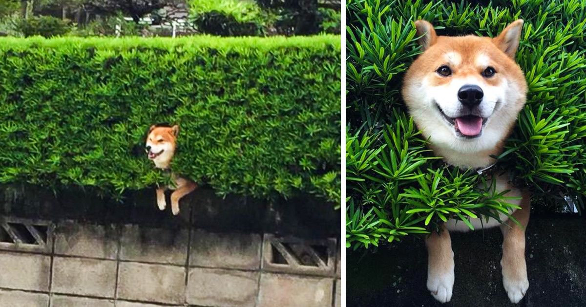 16 Motivos para os cães da raça Shiba Inu conquistarem o mundo