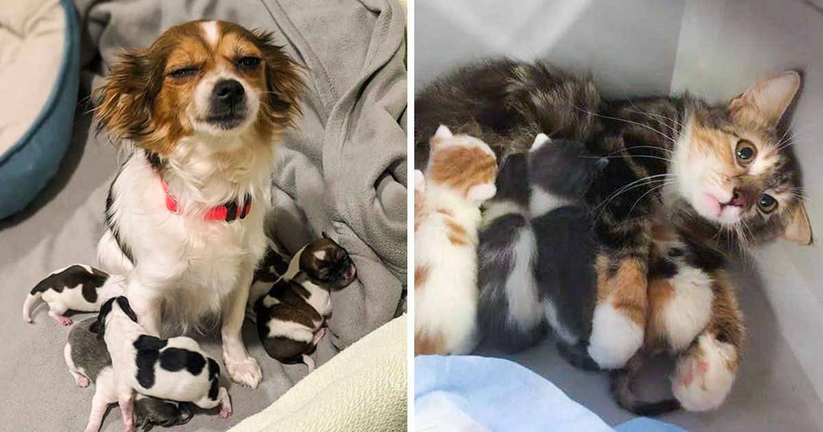 16 Pets que tentam ser bons pais, mas às vezes falham na tentativa