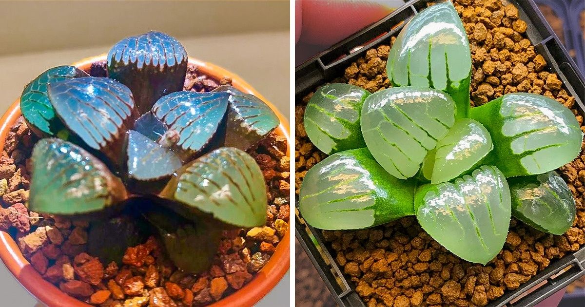 Algumas pessoas estão cultivando suculentas translúcidas que parecem feitas de cristal