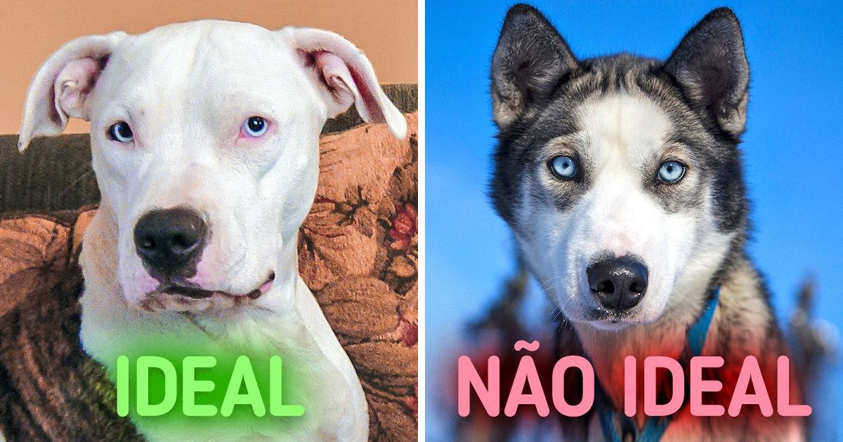 10 Raças de cachorro perfeitas para famílias com crianças 10 Raças de cachorro perfeitas para famílias com crianças