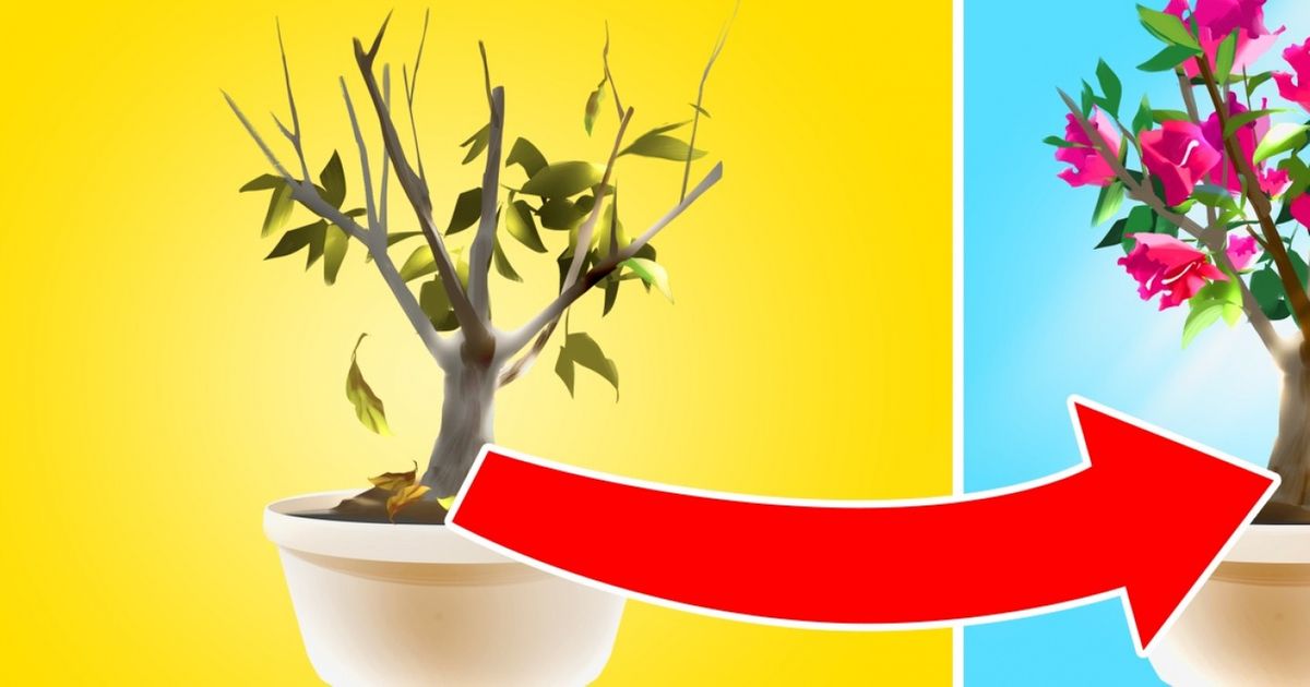 Um belo truque para a sua planta viver eternamente