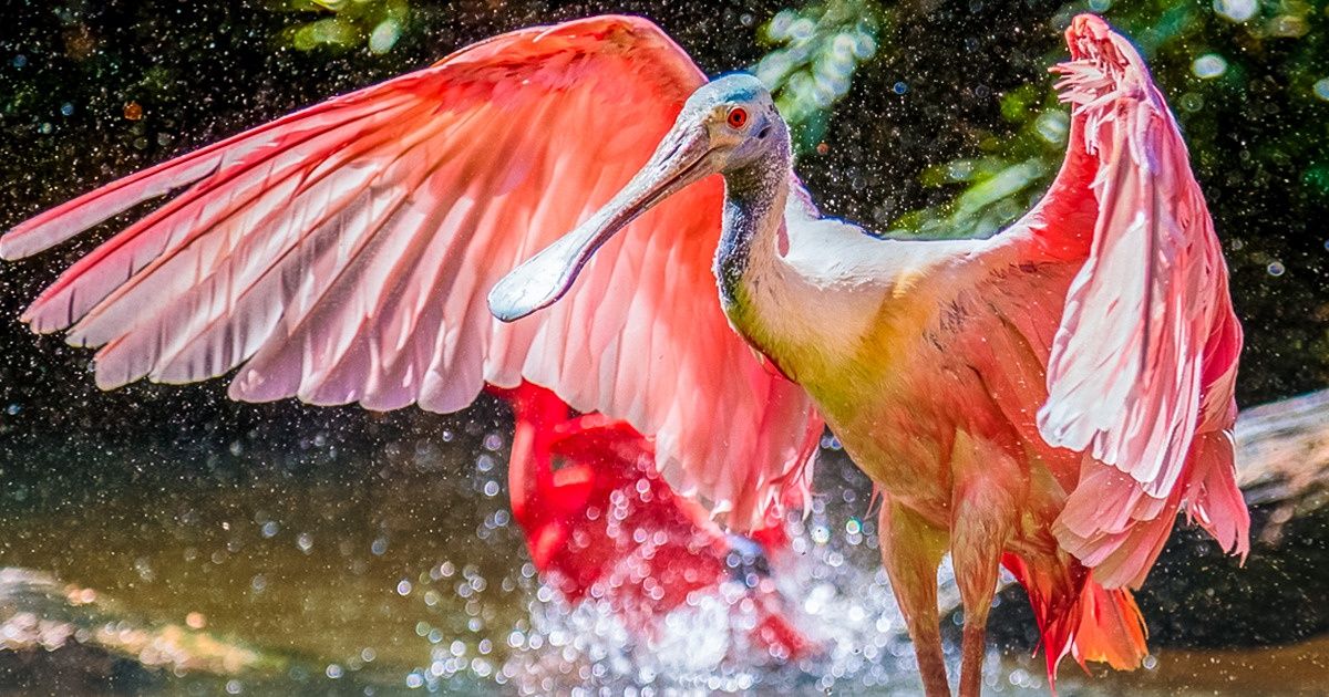 10 Animais que confirmam que o rosa é uma das cores mais belas do mundo