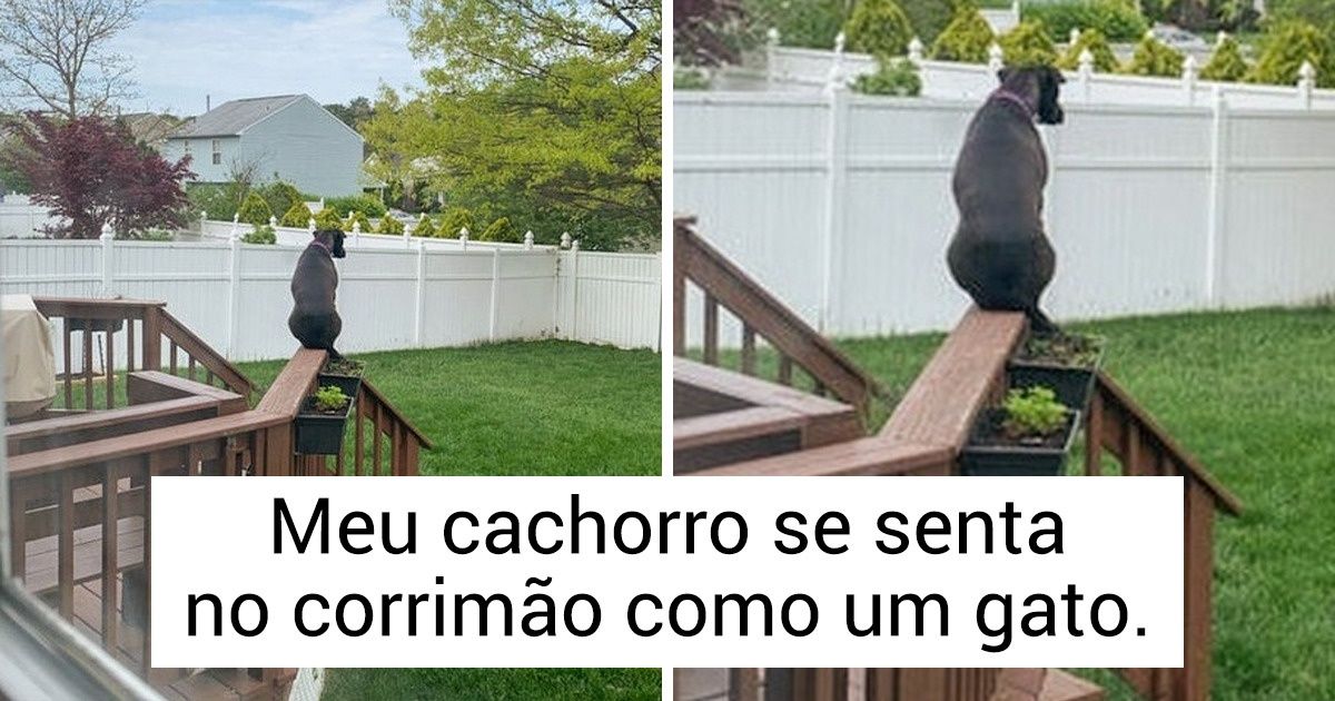 20+ Animais que quebraram o sistema como se fossem o Neo, de “Matrix”