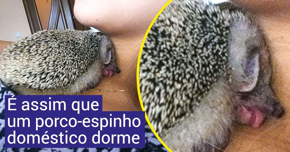 19 Animais exóticos que estão prontos para ocupar um lugar na sua casa 19 Animais exóticos que estão prontos para ocupar um lugar na sua casa