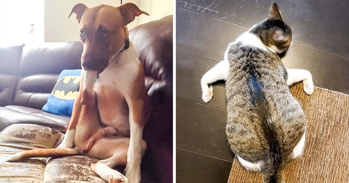 25 Animais que param nas posições mais malucas