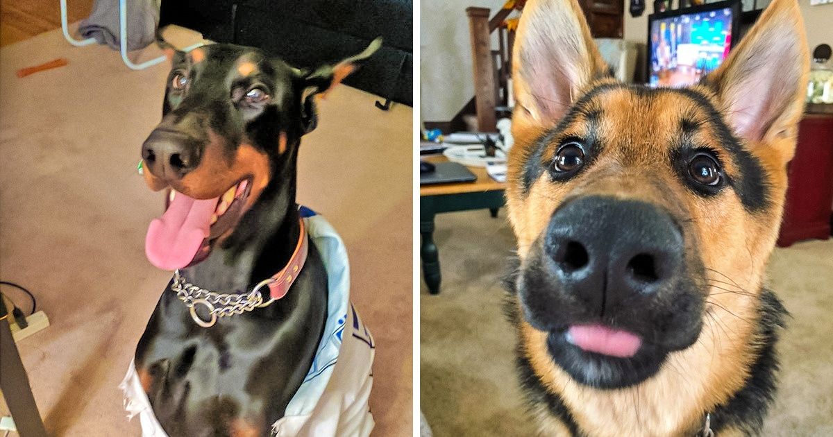 Estudo revela as raças de cachorro mais inteligentes