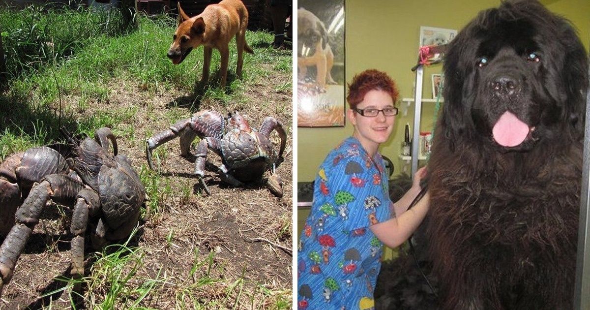20+ Animais com tamanhos surpreendentes que parecem de outro planeta 20+ Animais com tamanhos surpreendentes que parecem de outro planeta