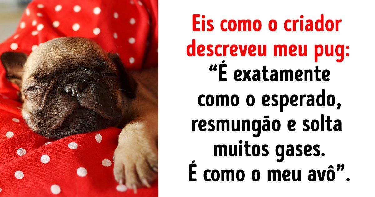 14 Pessoas que amam seus bichinhos de estimação, mas não abrem mão da zoeira 14 Pessoas que amam seus bichinhos de estimação, mas não abrem mão da zoeira