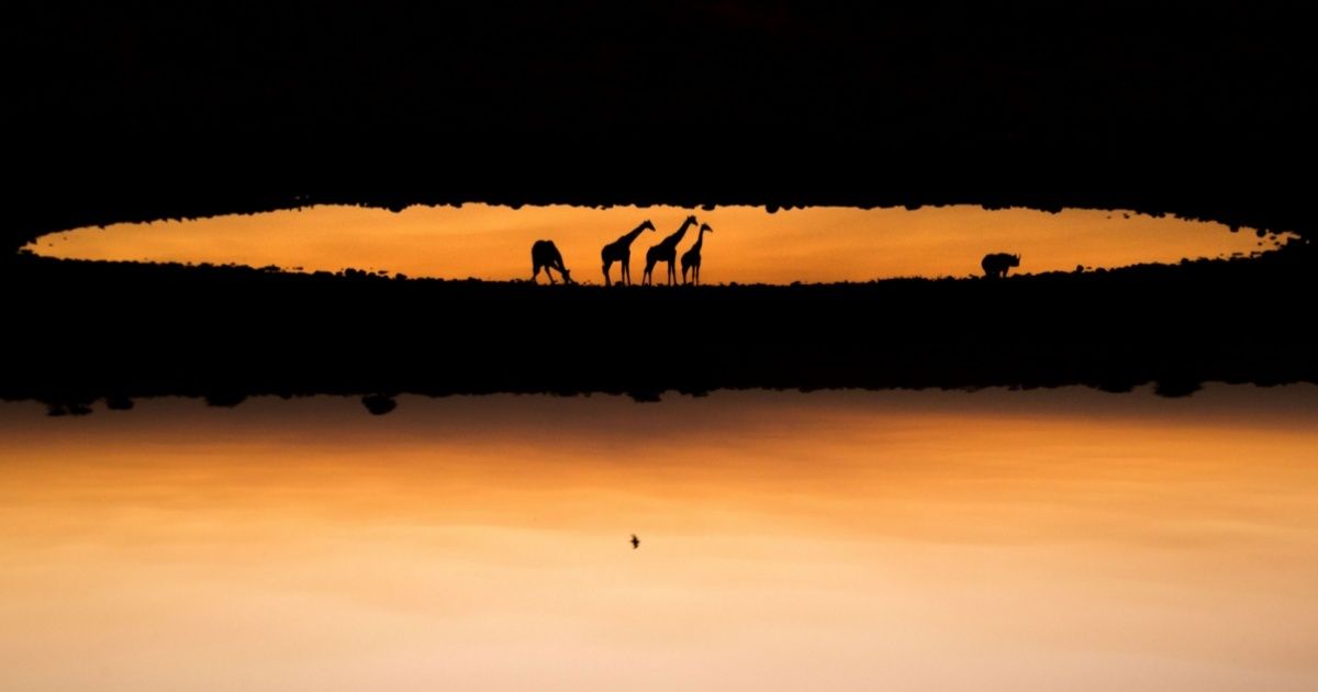 As fotos mais incríveis da natureza selvagem