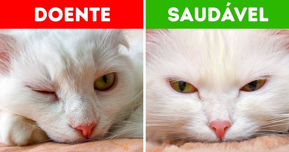 10 Sintomas perigosos nos animais de estimação que não podem esperar para serem tratados 10 Sintomas perigosos nos animais de estimação que não podem esperar para serem tratados