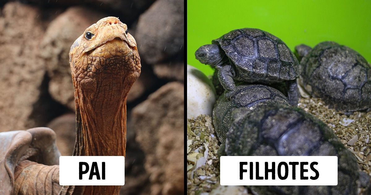 Tartaruga gigante de 100 anos salva sua espécie de extinção sendo pai de 800 filhotes Tartaruga gigante de 100 anos salva sua espécie de extinção sendo pai de 800 filhotes