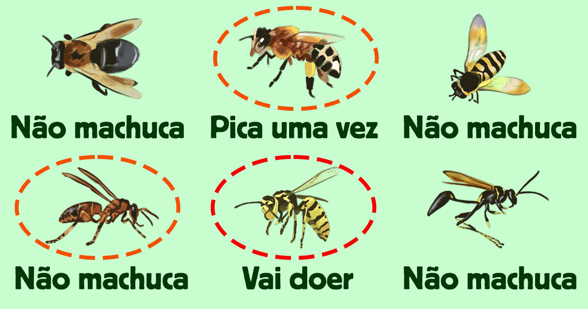 Entre o êxtase do mel e o medo da picada: as diferenças entre abelhas, mamangabas e vespas Entre o êxtase do mel e o medo da picada: as diferenças entre abelhas, mamangabas e vespas