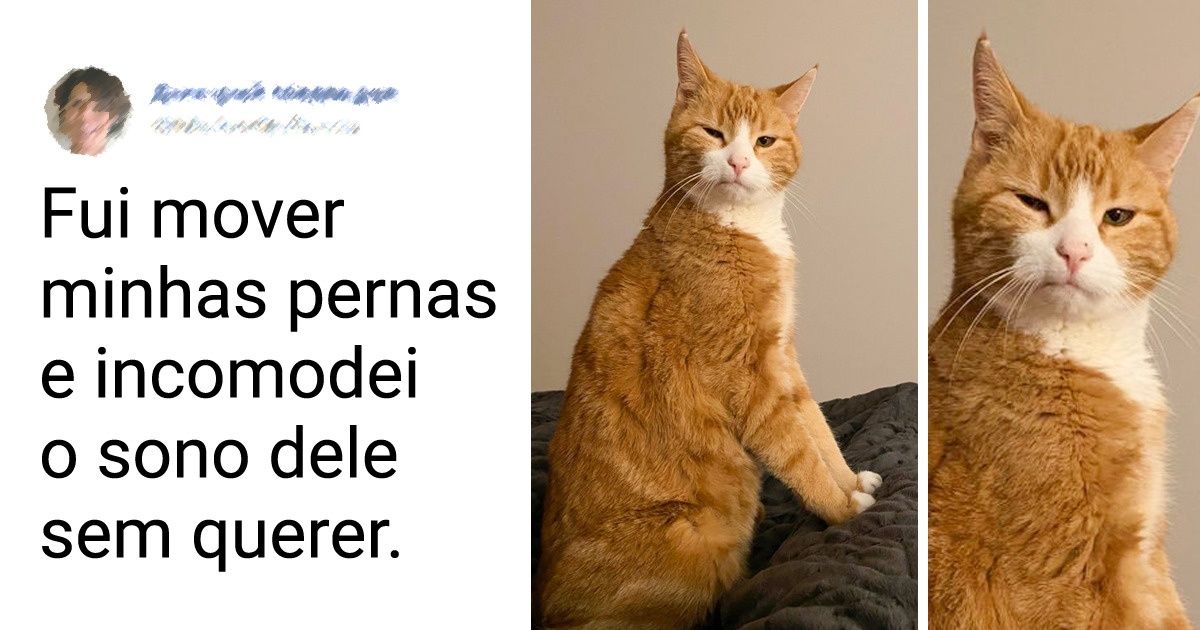 17 Gatinhos que sabem expressar muito bem quem é que manda na casa 17 Gatinhos que sabem expressar muito bem quem é que manda na casa