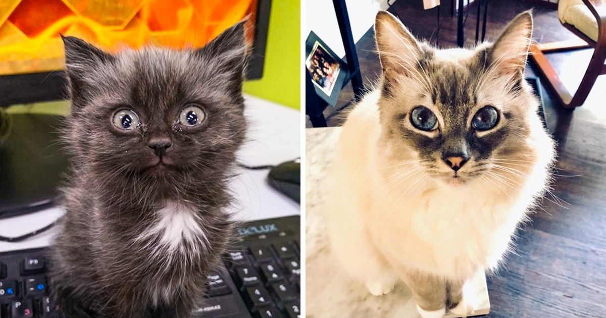 19 Fotos que comprovam: o amor entre animais e pessoas é mútuo