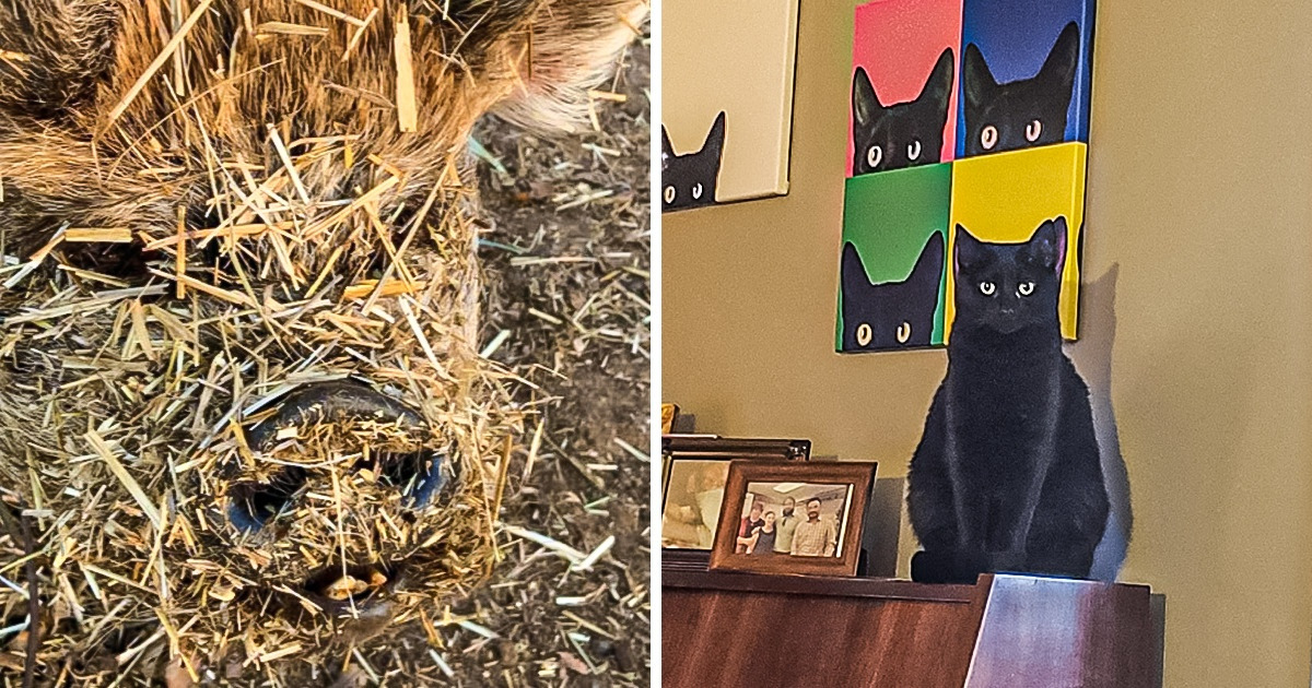 18 Fotos que provam como os animais são os reis da camuflagem