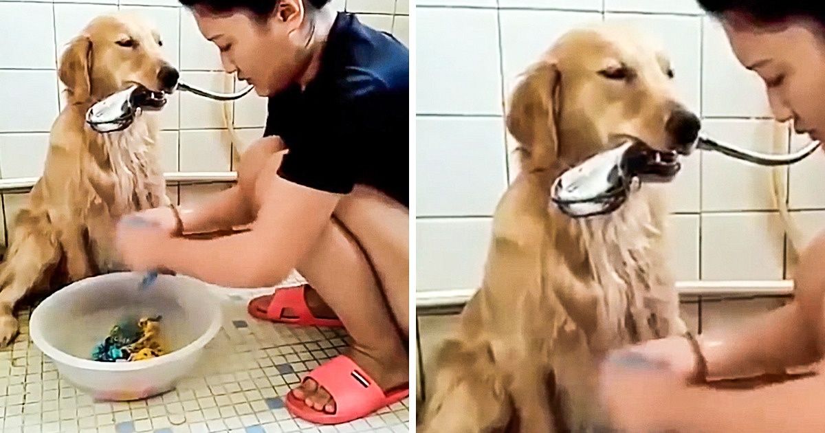 11 Casos de animais super parceiros