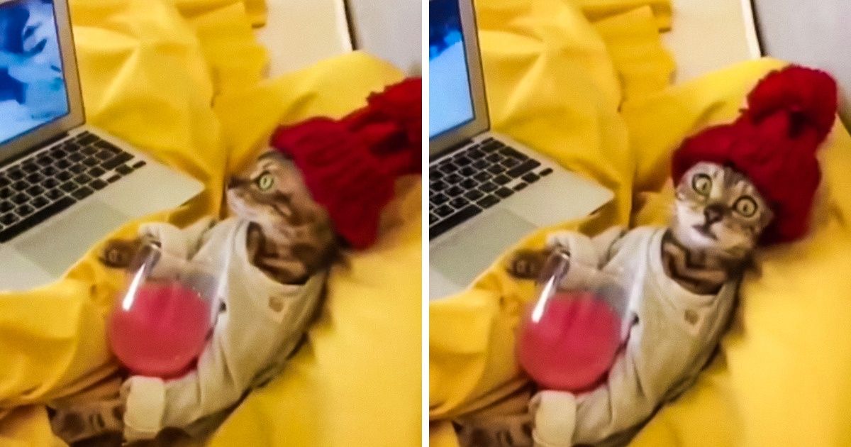 25+ Provas de que todo gato tem um quê de ator de novela mexicana