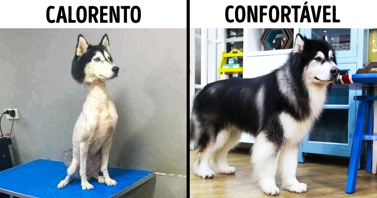 14 Mitos sobre cachorros que já deveriam ter sido derrubados há tempos