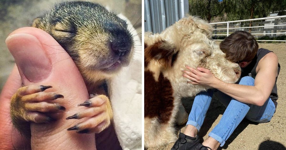 15+ Fotos de animais prontos para dar um amor que todos nós precisamos hoje em dia 15+ Fotos de animais prontos para dar um amor que todos nós precisamos hoje em dia