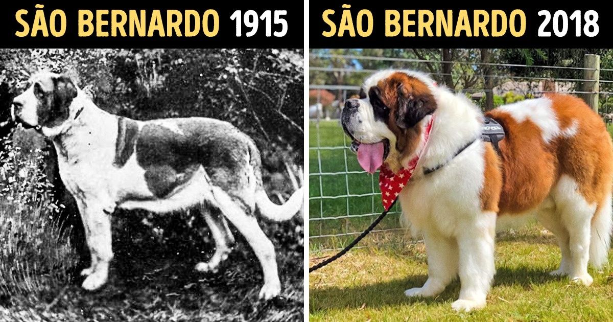Como as raças de cachorros foram mudando com o passar do tempo Como as raças de cachorros foram mudando com o passar do tempo