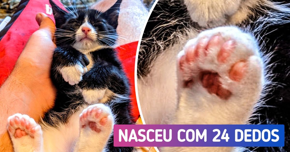 20 Seres vivos que foram premiados pela natureza 20 Seres vivos que foram premiados pela natureza
