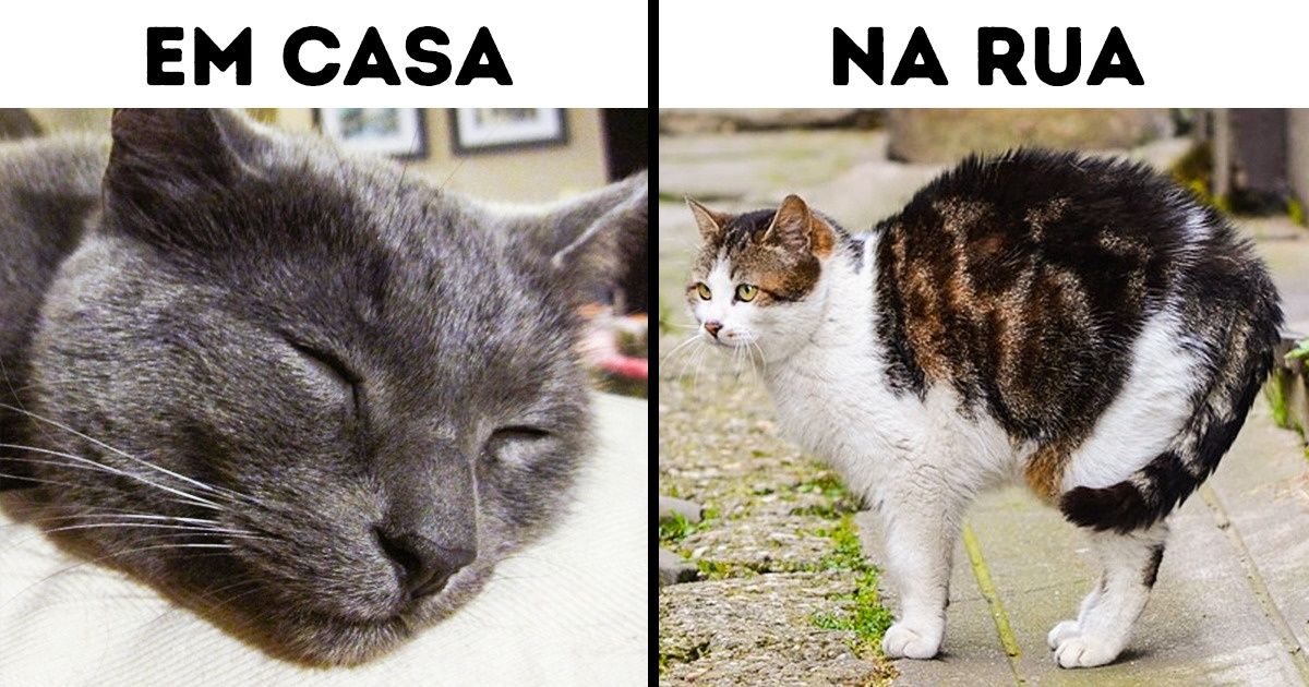 Segundo um estudo, é isso o que os gatos fazem quando saem de casa (e o que você pode fazer para mantê-los seguros) Segundo um estudo, é isso o que os gatos fazem quando saem de casa (e o que você pode fazer para mantê-los seguros)