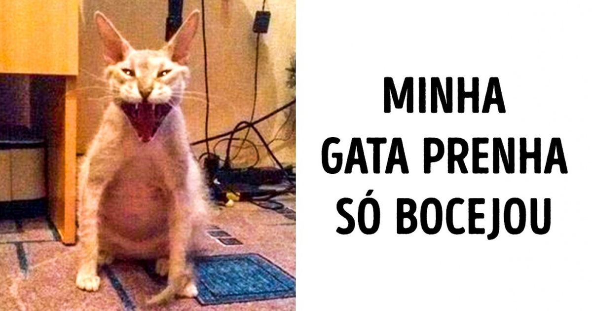 Cuidado! O encanto destes 15 animais pode te nocautear