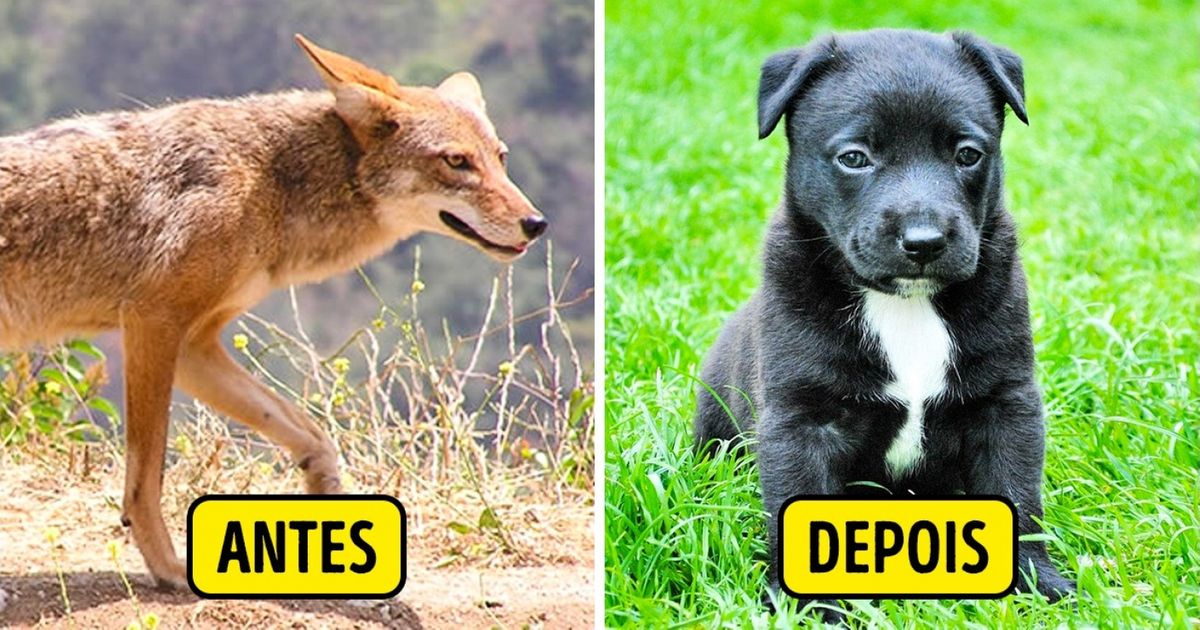 Como mudaram as plantas e animais ao lado do ser humano
