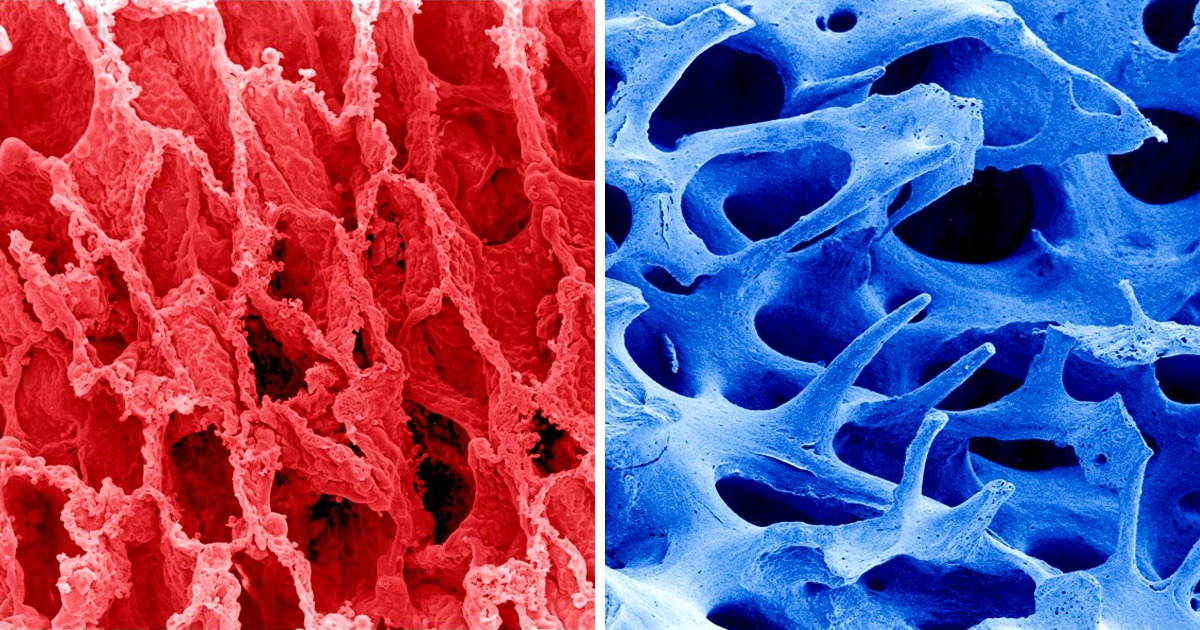 Como são nossos órgãos vistos em um microscópio