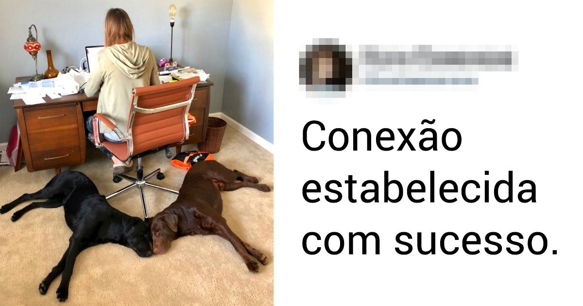 20+ Bichinhos de estimação que sabem como ocupar qualquer lugar