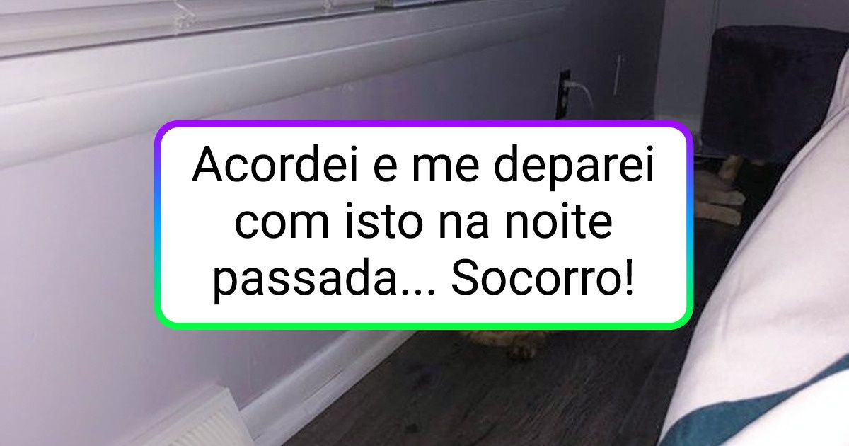 19 Provas de que dentro de todo gato há um comilão escondido 19 Provas de que dentro de todo gato há um comilão escondido
