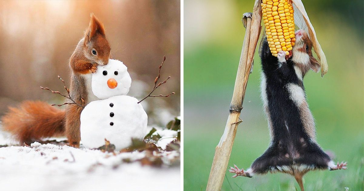 Fotógrafo austríaco captura momentos fofos da vida de animais selvagens