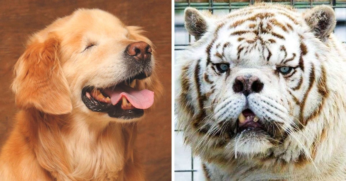 19 Animais com detalhes únicos e que são apaixonantes