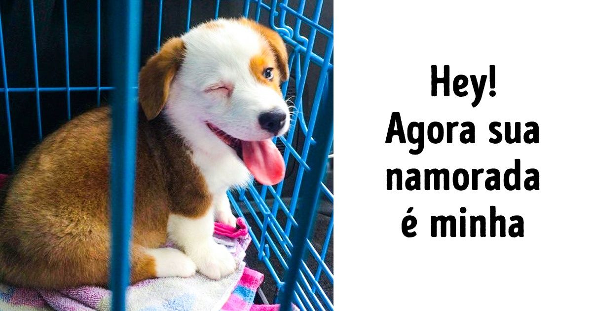 20 Fotos que provam que os animais podem virar nossas vidas de cabeça para baixo e por isso mesmo nós os amamos tanto
