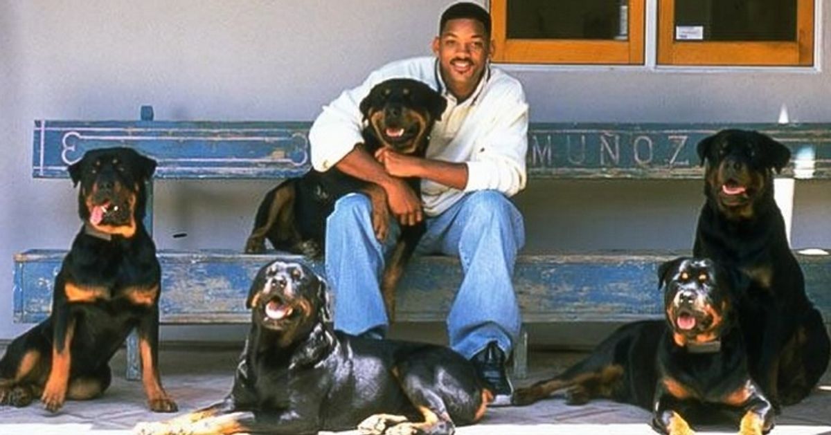 Famosos e seus animais de estimação