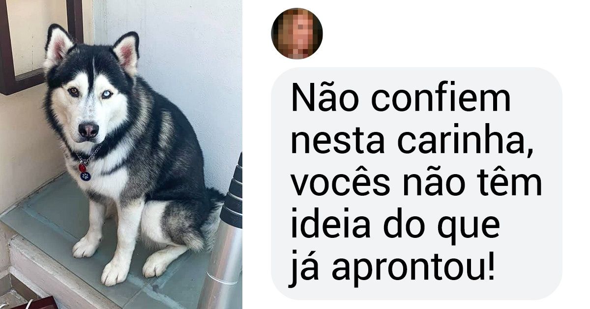 20+ Leitores do Incrível contaram sobre as piores travessuras que seus cachorros já fizeram