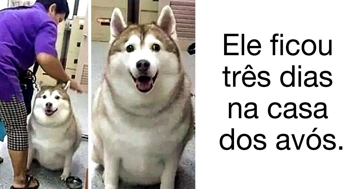 24 Tuítes que mostram que a vida é melhor quando temos um animal