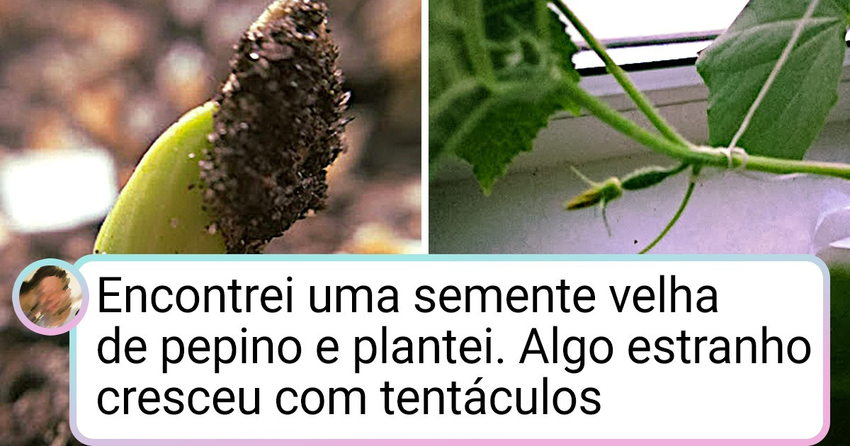 20+ Internautas compartilharam suas experiências e todo o seu amor pelo mundo da jardinagem