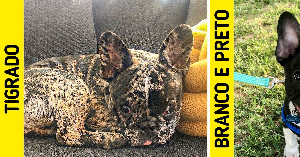 O buldogue francês pode ter 12 cores diferentes e todas são lindas