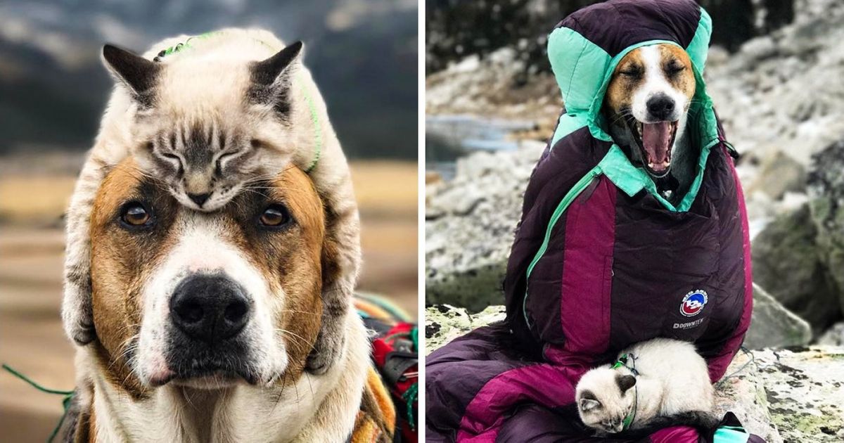 Um casal adotou um cachorro e um gato e decidiu sair pelo mundo com eles Um casal adotou um cachorro e um gato e decidiu sair pelo mundo com eles