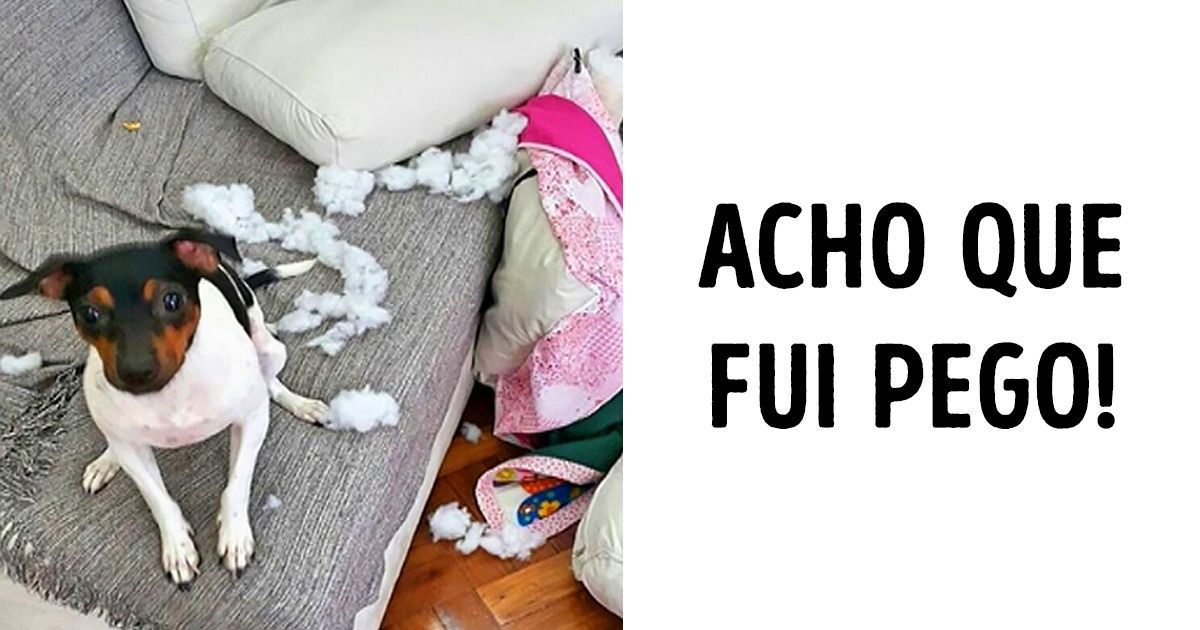 25 Razões para o fox paulistinha ser a raça mais sincera do mundo 25 Razões para o fox paulistinha ser a raça mais sincera do mundo