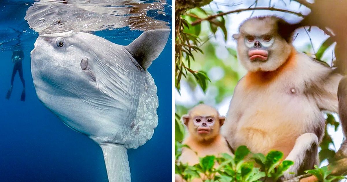 20 Animais estranhos que podem se extinguir em pouco tempo