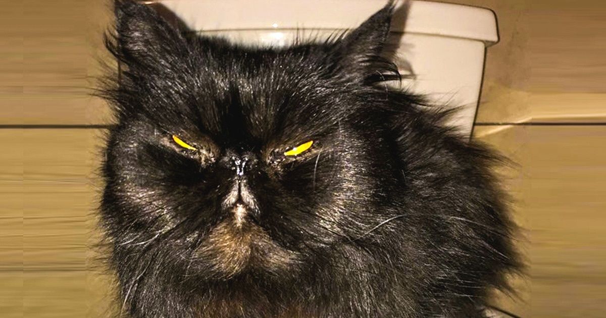 Os gatos mais fofos que vão conquistar o seu coração