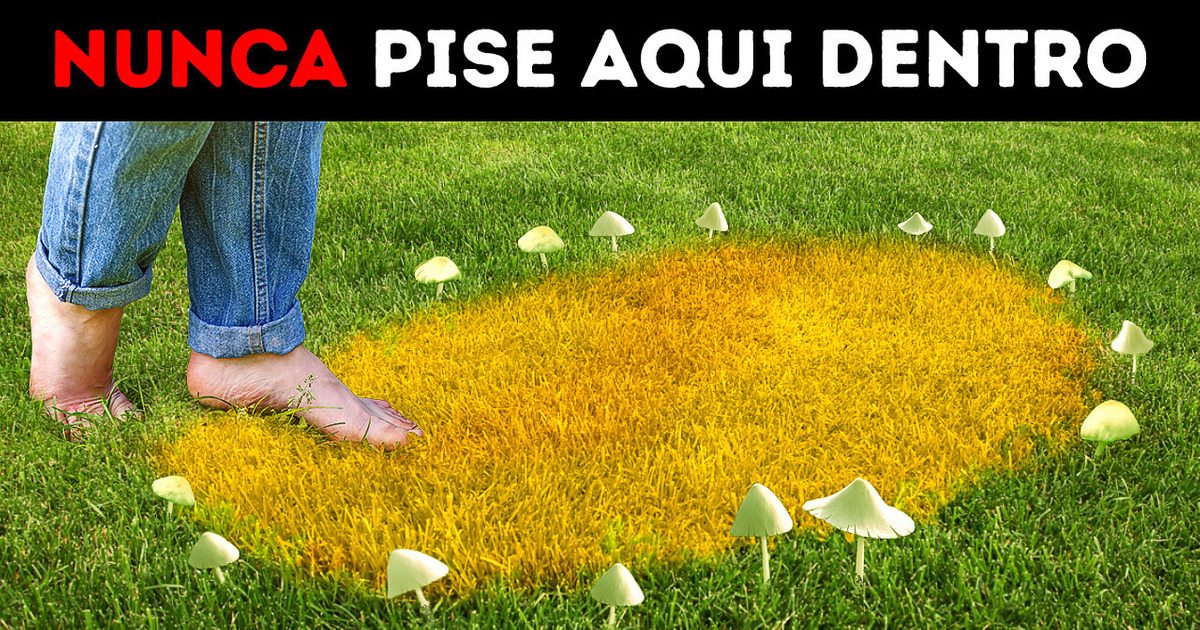 Por que os cogumelos crescem em círculos e outros 14 fenômenos que desafiam a lógica Por que os cogumelos crescem em círculos e outros 14 fenômenos que desafiam a lógica