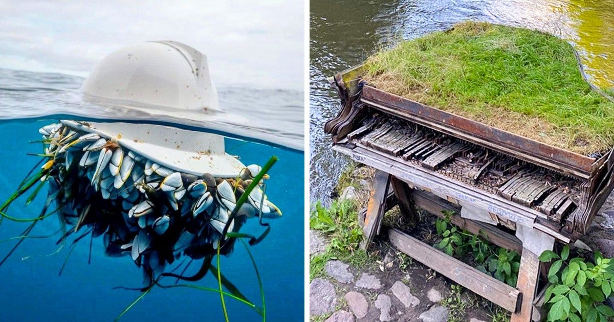 19 Fotos de lugares e objetos abandonados que a natureza adotou como seus 19 Fotos de lugares e objetos abandonados que a natureza adotou como seus