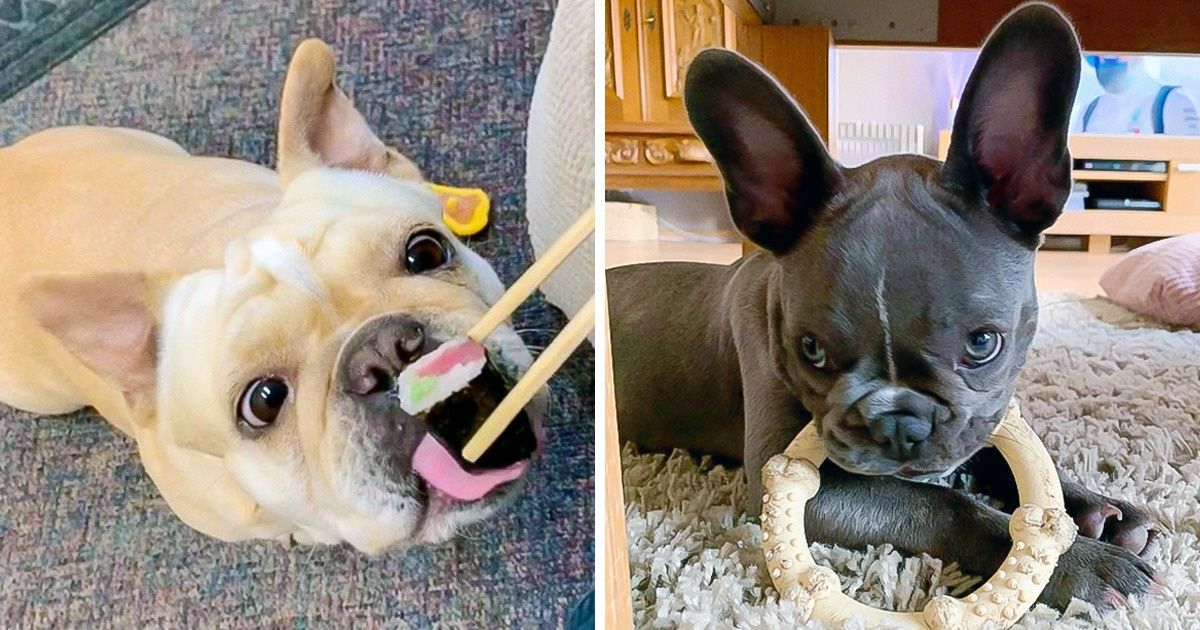 20 Buldogues franceses provando que a fama desses gorduchinhos não é à toa