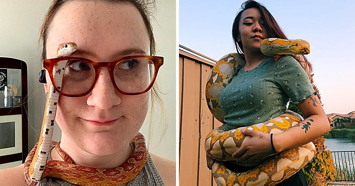 20 Internautas mostram que cobras podem ser animais de estimação tão adoráveis quanto cachorros e gatos 20 Internautas mostram que cobras podem ser animais de estimação tão adoráveis quanto cachorros e gatos